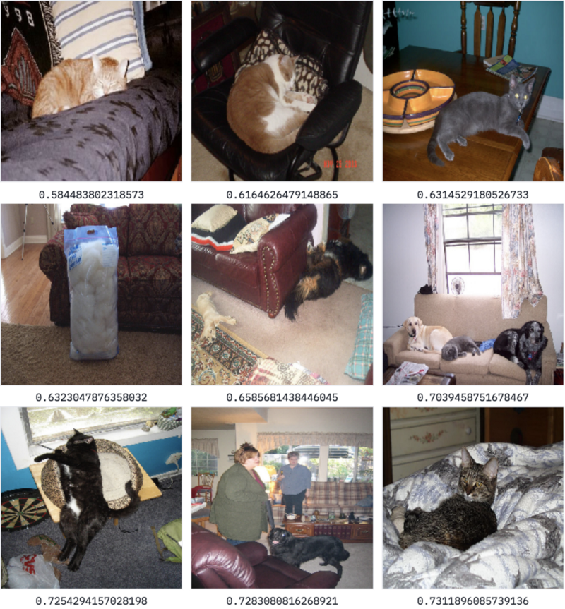 Results for search query ‘cat’+‘sofa’