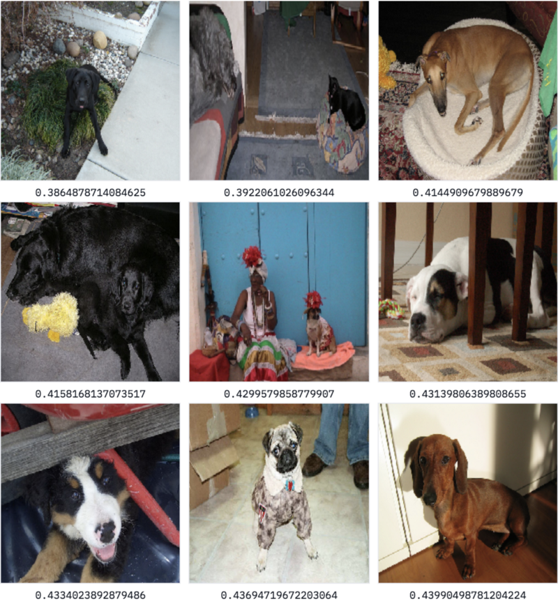 Results for search term ‘dog’